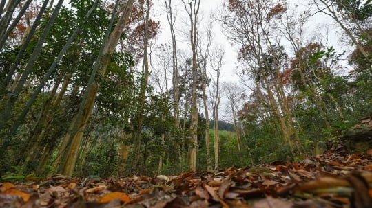 Việt Nam nhận 41 triệu USD đầu tiên từ bán tín chỉ các bon rừng