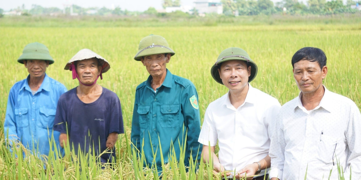 Ý tưởng về cuộc 'cách mạng xanh' từ cây lúa ở xứ Thanh