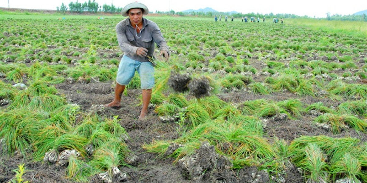 Hãy để doanh nghiệp và nông dân thỏa thuận