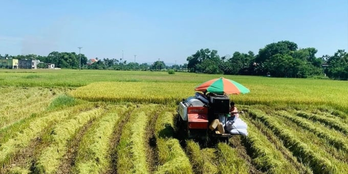 Diện tích, năng suất lúa hè thu giảm, nhưng ai cũng vui