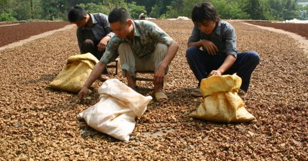 Việt Nam nắm giữ một loại nông sản quý hiếm chỉ rất ít quốc gia có: Xuất khẩu tăng mạnh trong 7 tháng đầu năm, từ Mỹ, Trung Quốc, Ấn Độ đều cực ưa chuộng dù giá đắt đỏ