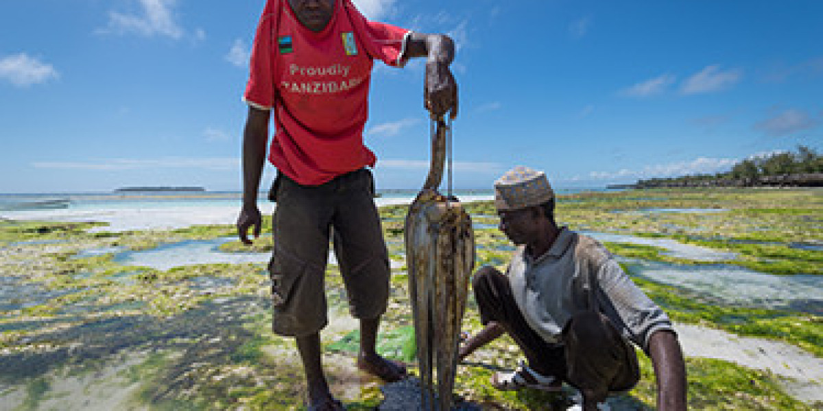 Ra mắt hệ thống truy xuất nguồn gốc bạch tuộc Tanzania, bước đột phá tiềm năng cho nghề cá châu Phi