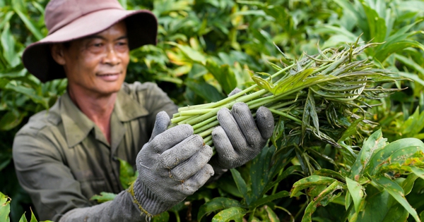 Loại rau dại là đặc sản nổi tiếng Đông Nam Bộ, chỉ cần cắm cây xuống trồng là lên ầm ầm: Rau móp