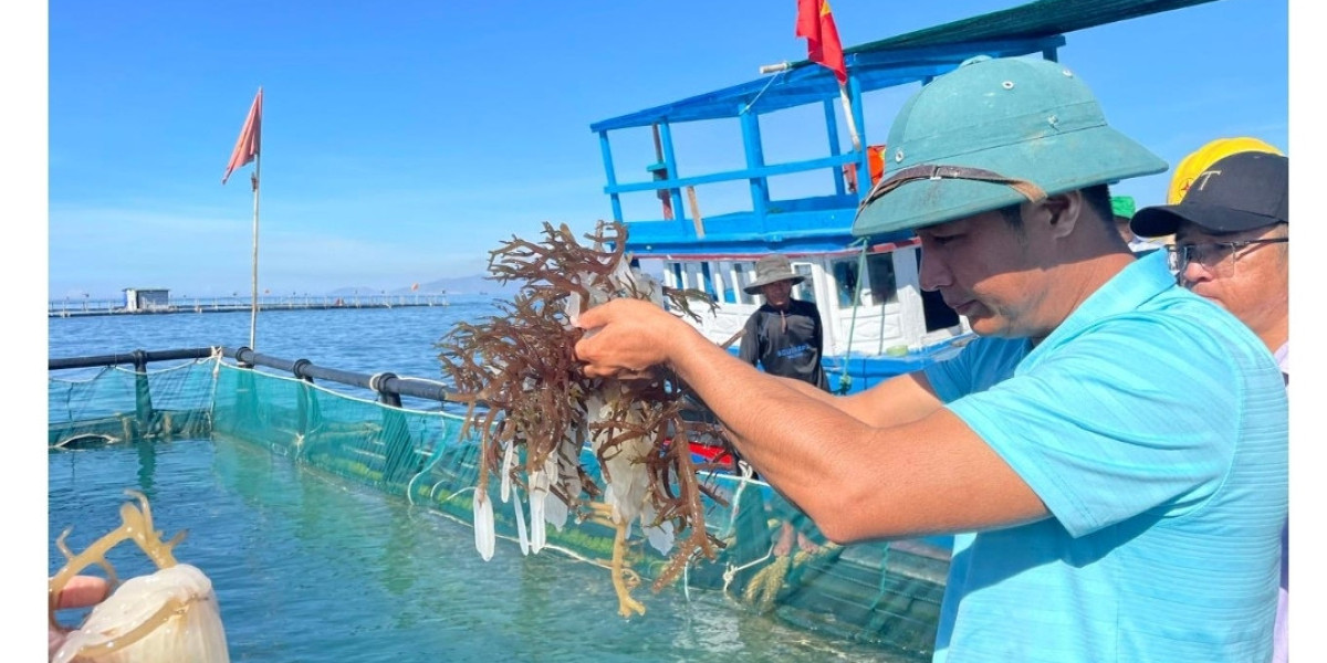 Một ngư dân cho sinh sản và nuôi mực thành công