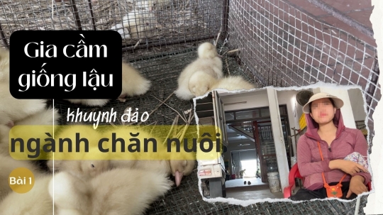 Gia cầm giống lậu khuynh đảo ngành chăn nuôi