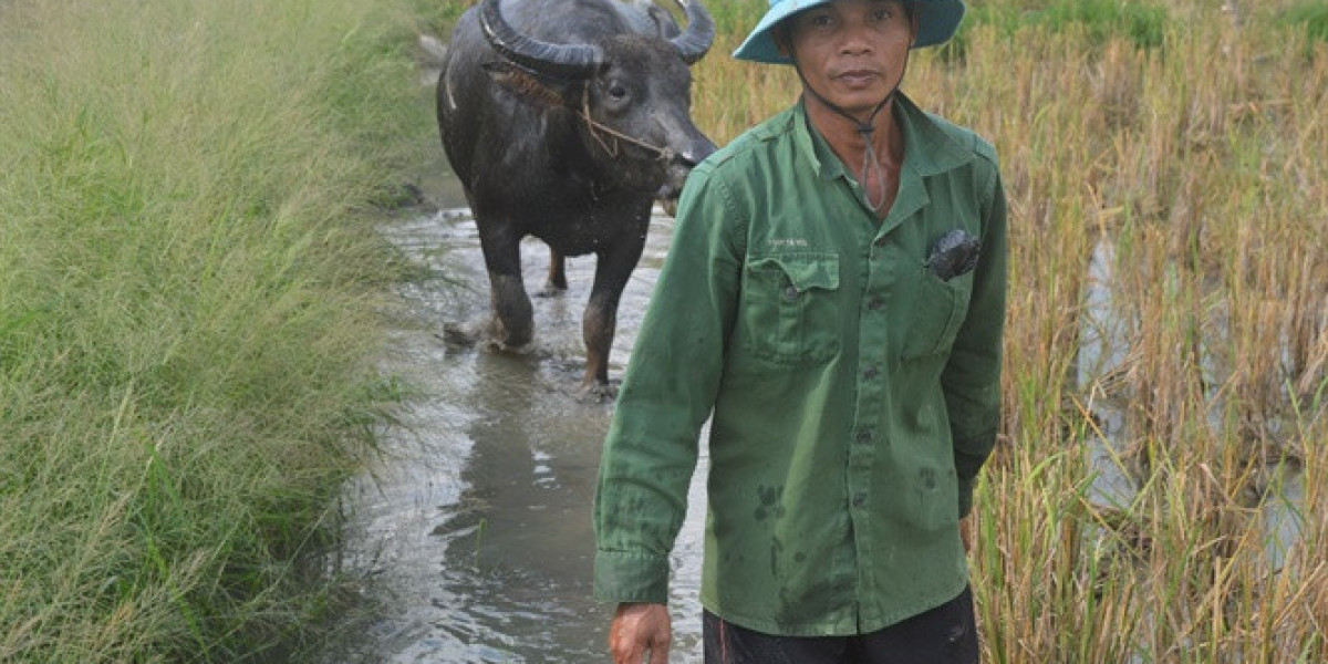 Cạn dòng Mekong: Bài 3 - Tứ giác Long Xuyên đóng cống giữa mùa lũ, chuyện chưa từng có