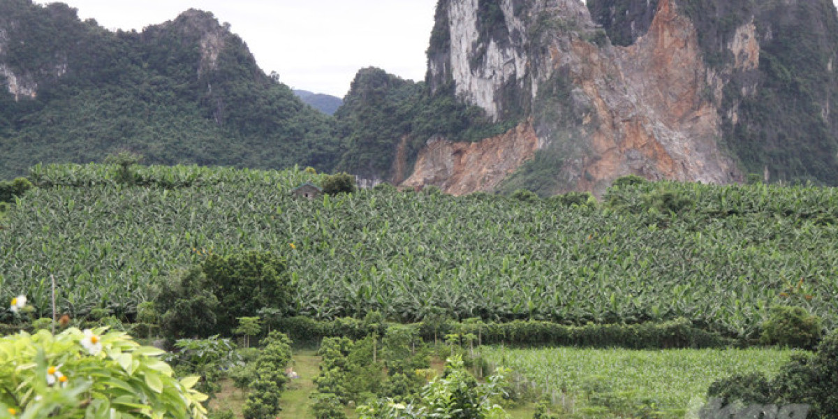 Tan tác vùng cam Cao Phong