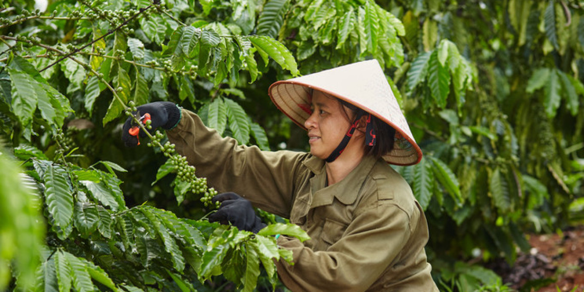 Nestlé đứng Top 1 về phát triển bền vững lĩnh vực sản xuất cà phê