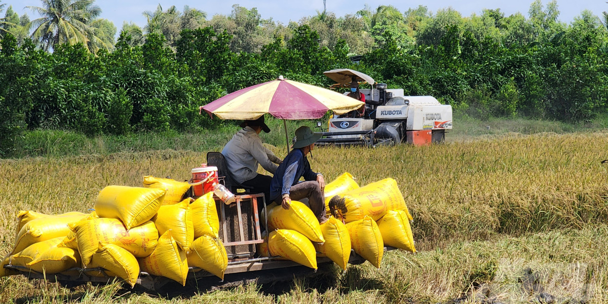 Việt Nam vẫn đảm bảo an ninh lương thực khi nhu cầu xuất khẩu gạo tăng