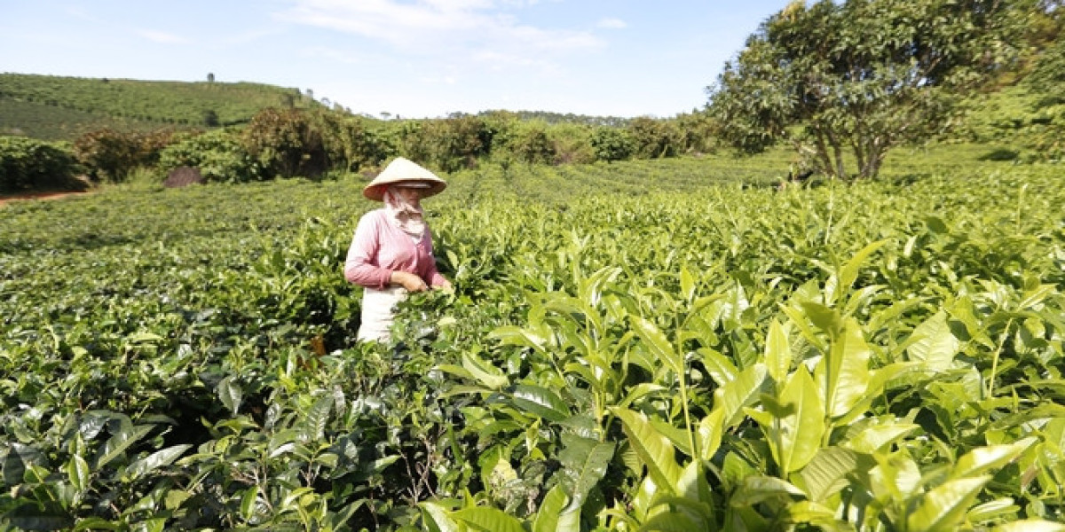 Lâm Đồng bảo vệ thương hiệu chè, giữ thị trường 34 triệu USD