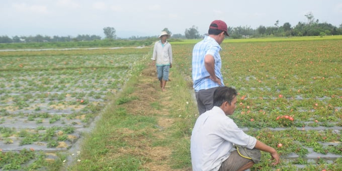 Cây mới 'đãi' người có tâm, có tầm: Tự hình thành chuỗi từ sản xuất, chế biến đến tiêu thụ