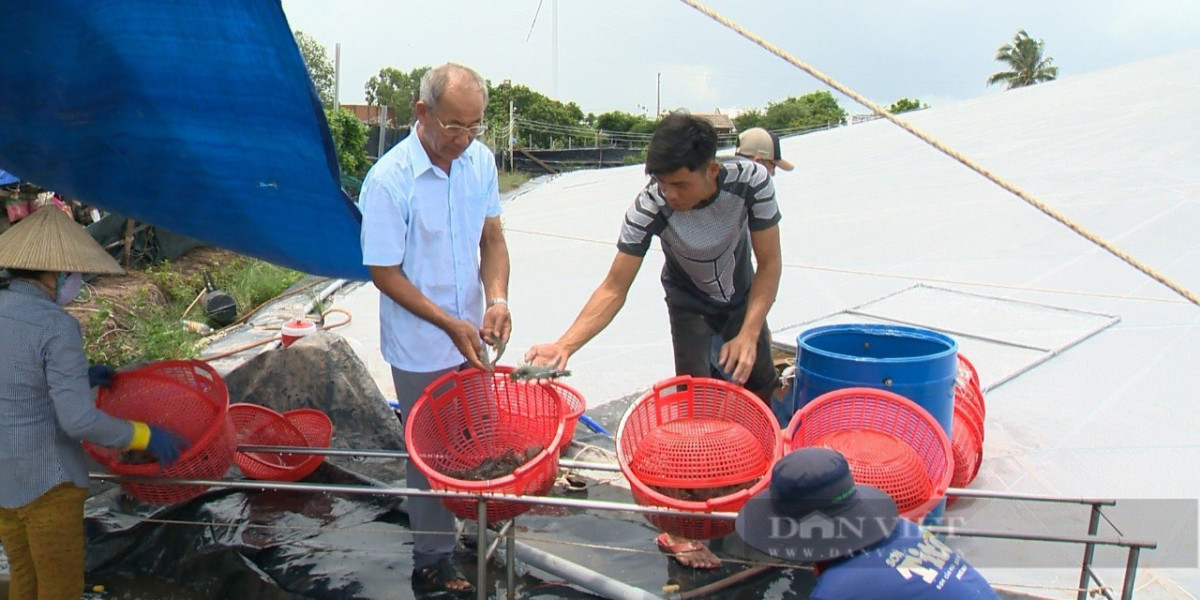 Nuôi tôm công nghệ cao lời 50 tỷ/năm, một người Bến Tre được bình chọn Nông dân Việt Nam xuất sắc 2023