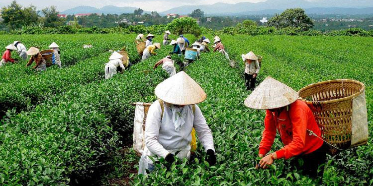 Nông nghiệp Di Linh nỗ lực phát triển bền vững, hiện đại