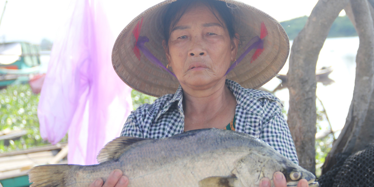 Hàu, tôm hùm bị chết bất thường Trong tháng 9 vừa qua, tại khu vực nuôi Hòn Giữa - đầm Nha Phu, xã Ninh Ích (thị xã Ninh