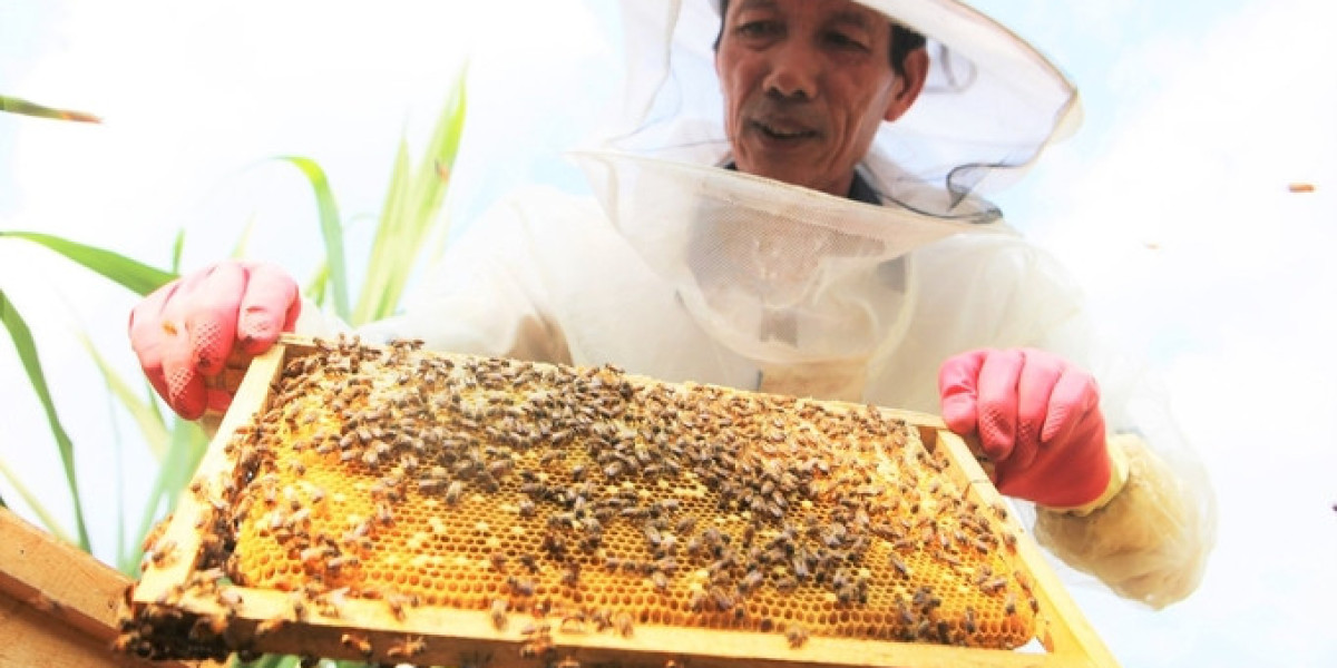Thuần hóa ong rừng thành sản phẩm OCOP 3 sao