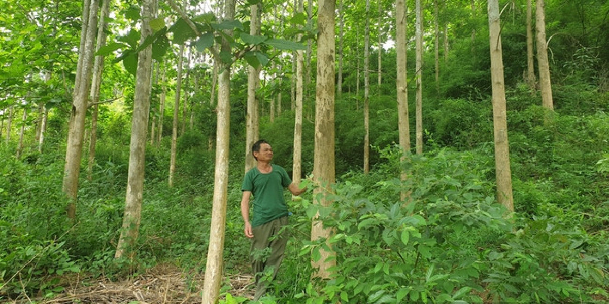 Giao khoán bảo vệ rừng ở Điện Biên, nông dân được hưởng lợi