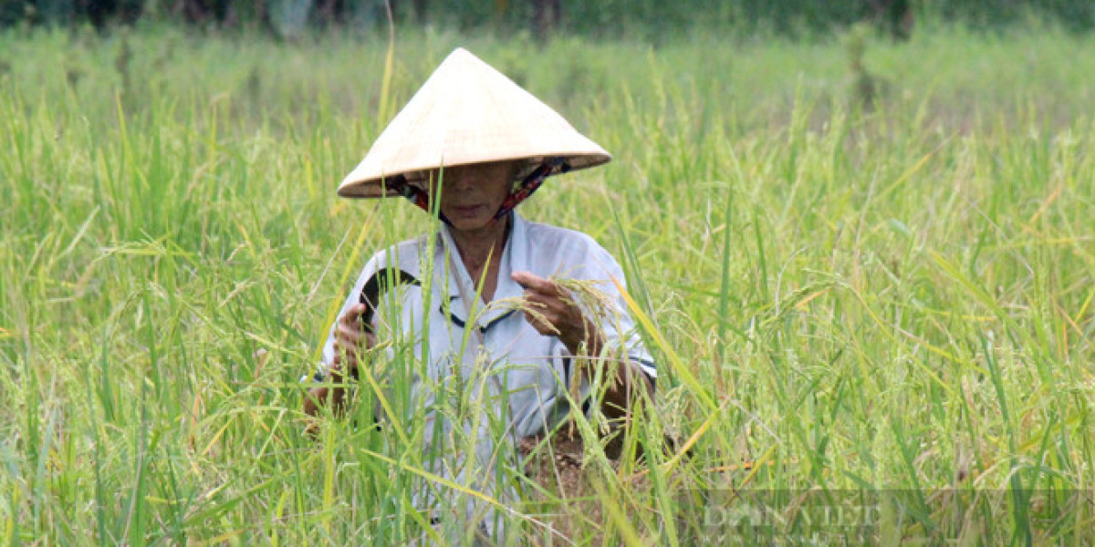 Nhiều giải pháp nhằm nâng cao hiệu quả chính sách phát triển nông nghiệp đô thị