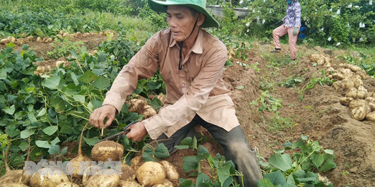 Trồng loại củ phình to ra từ rễ, ăn sống cực nhiều chất xơ, nông dân Bến Tre lãi hàng trăm triệu đồng