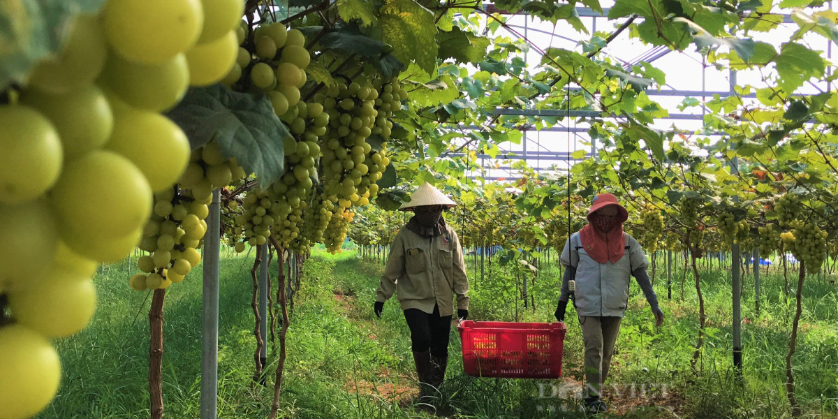 Trang trại nông nghiệp công nghệ cao ở Nghệ An trồng la liệt rau, củ, quả sạch, tha hồ chụp ảnh