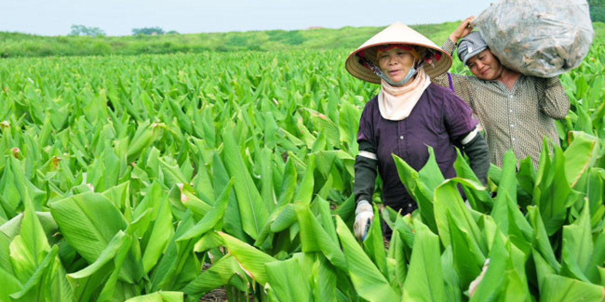 Tạo lập, quản lý và phát triển nhãn hiệu “Dược liệu Khoái Châu”