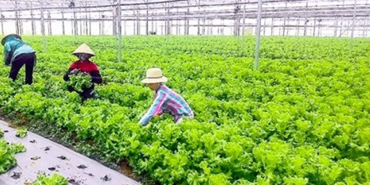 Kon Tum: Phát triển nông nghiệp hữu cơ, tuần hoàn gắn với bảo vệ môi trường