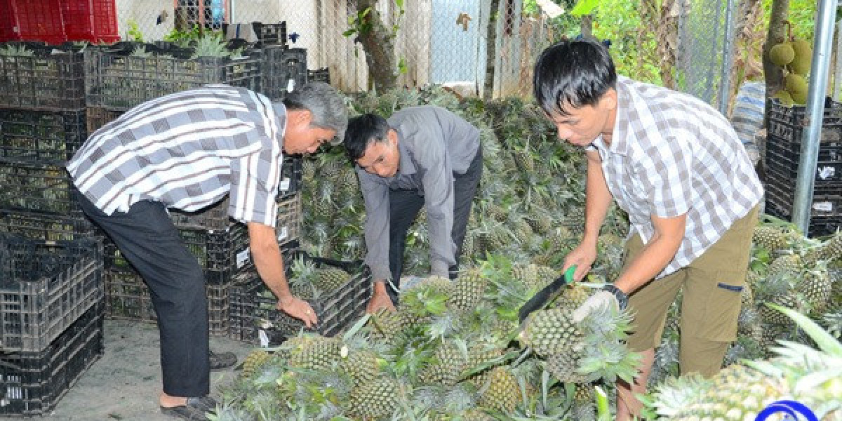 Loại quả ngon này ở Tiền Giang có giá bán cao chót vót, nhà nào bẻ trái bán đều trúng