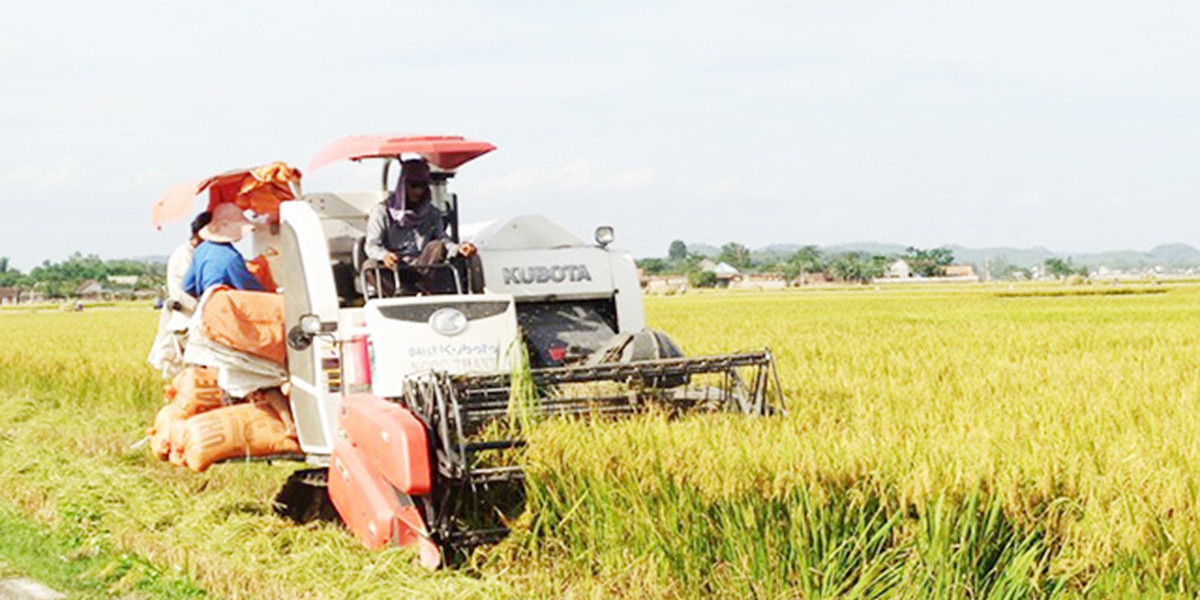 Từ bỏ sản xuất manh mún, nông dân xứ Nghệ 'phất lên' nhờ ổi lê VietGAP, lúa hữu cơ