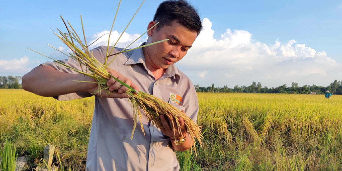 Triển khai Đề án 1 triệu ha lúa chất lượng cao từ vụ đông xuân