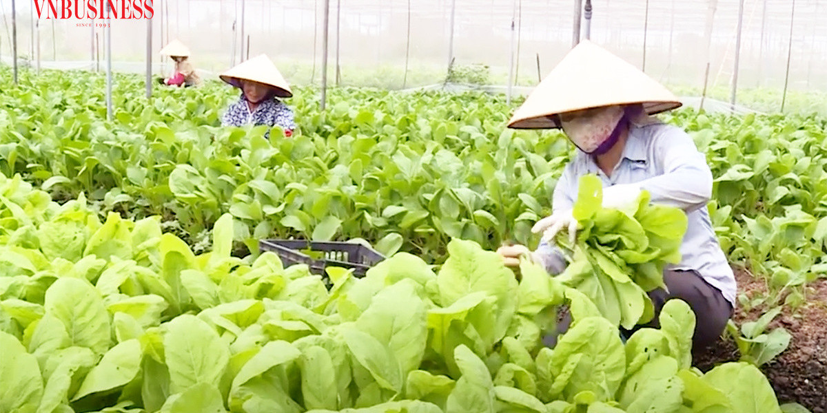 Nông dân Hưng Yên làm giàu với nông nghiệp công nghệ cao