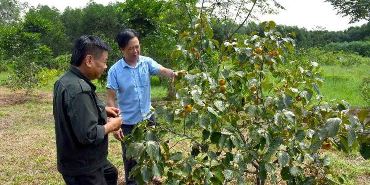 Nâng giá trị cho sản vật hồng giòn Thanh Chương