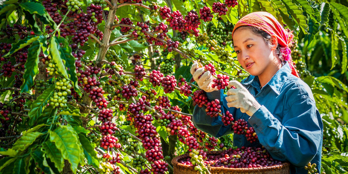 Hoàn thiện quy trình sản xuất thúc đẩy thương mại nông sản