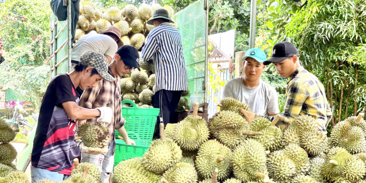 Tiểu thương gom tiền bạc đầu tư vào loại trái cây đang hot này ở Đắk Lắk, giấc mộng làm giàu vỡ tan