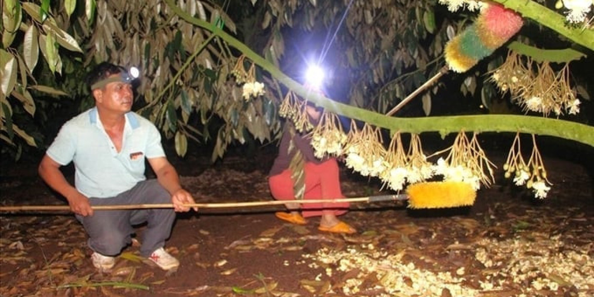Ban hành quy trình tạm thời kỹ thuật cắt tỉa hoa, quả, thu hoạch sầu riêng
