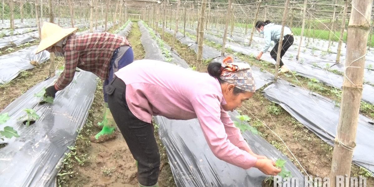 Huyện Kim Bôi: Đa dạng sản phẩm nông nghiệp sạch, an toàn