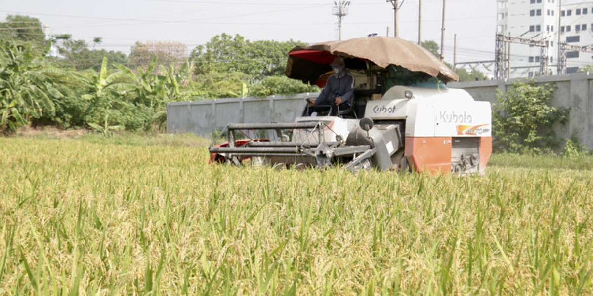 Giá lúa cao, nông dân có động lực làm vụ đông