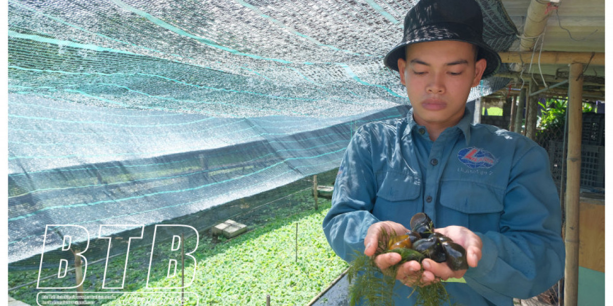 Những anh nông dân Thái Bình nuôi ốc, nuôi bò, trồng lúa 'cứu' ruộng hoang mà thành tỷ phú