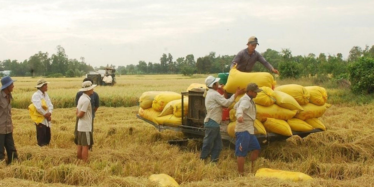 Giá lúa gạo hôm nay ngày 24/10: Giá gạo quay đầu giảm 300 đồng/kg