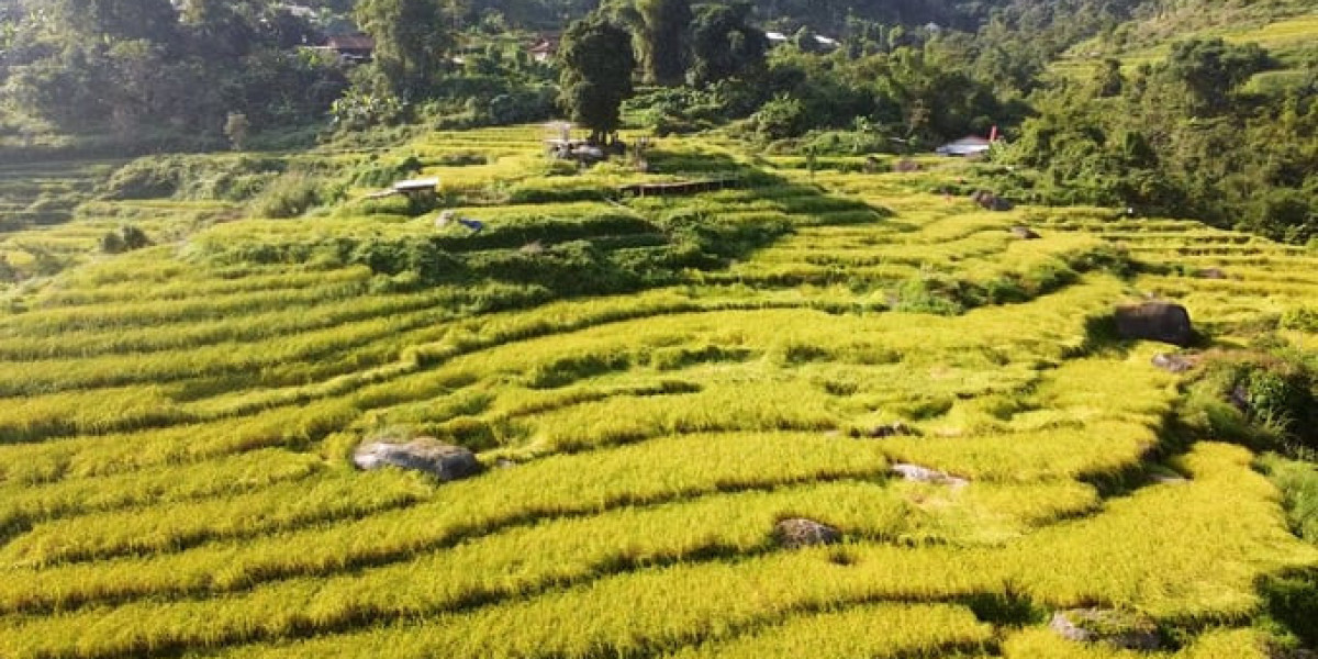 Bản người Dao làm lúa nếp hữu cơ tiêu chuẩn Nhật