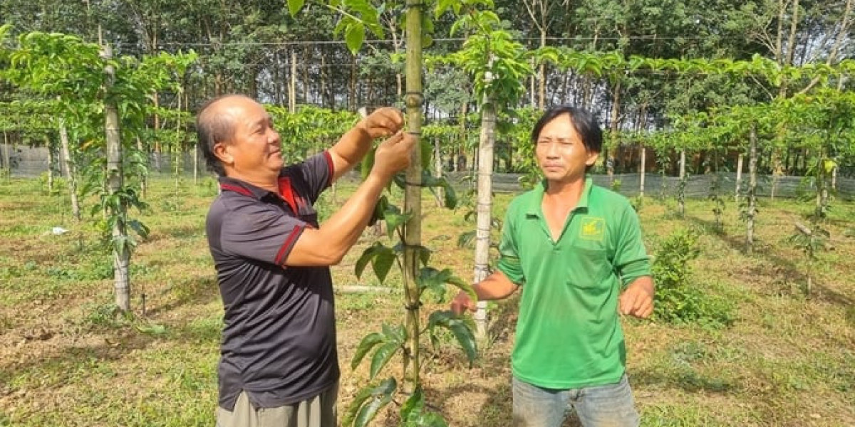 Đi tìm hào quang cho chanh leo [Bài 5]: Lỏng lẻo chuỗi liên kết