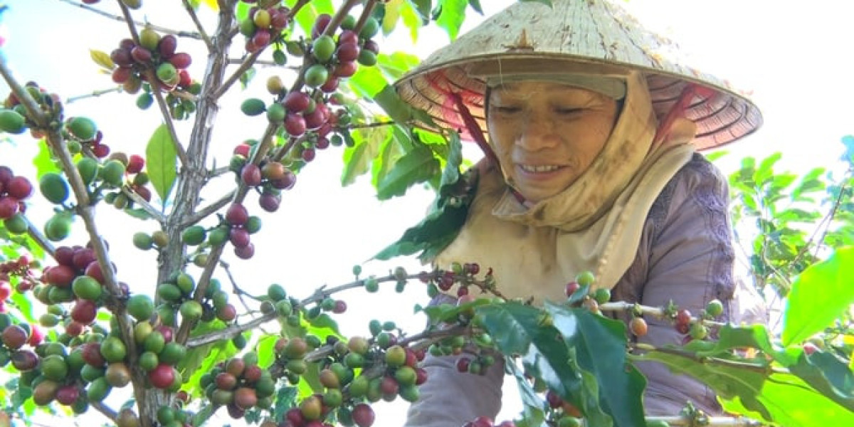 Quảng Trị vào vụ thu hoạch cà phê, giá đầu vụ từ 6.000 - 6.500đ/kg