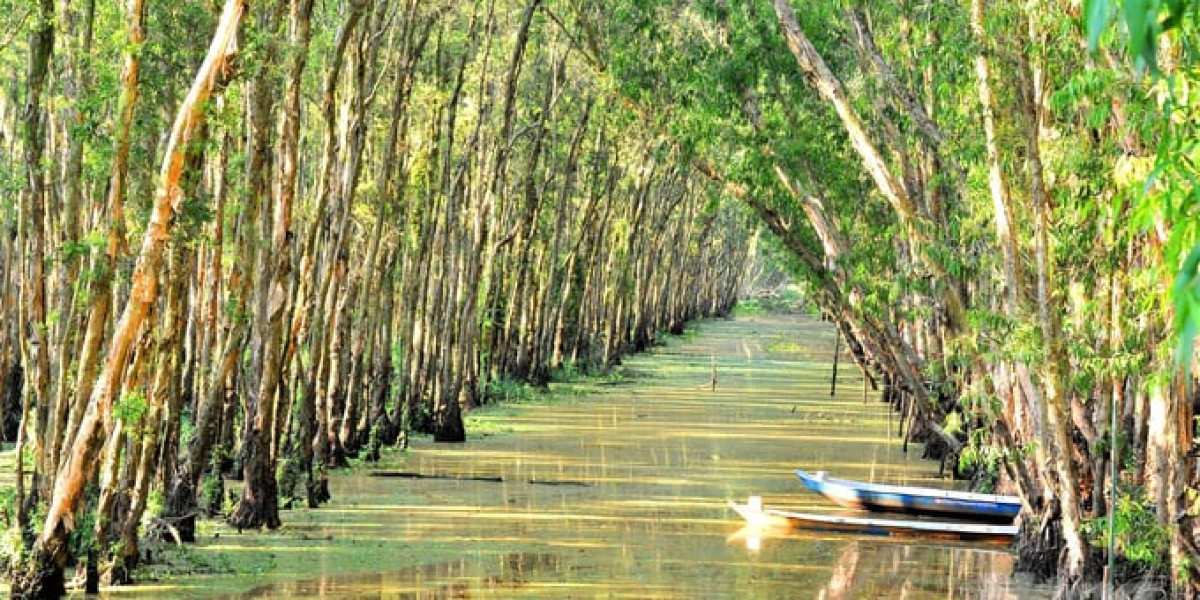 Chiêm ngưỡng rừng tràm đẹp nhất Việt Nam mùa nước nổi