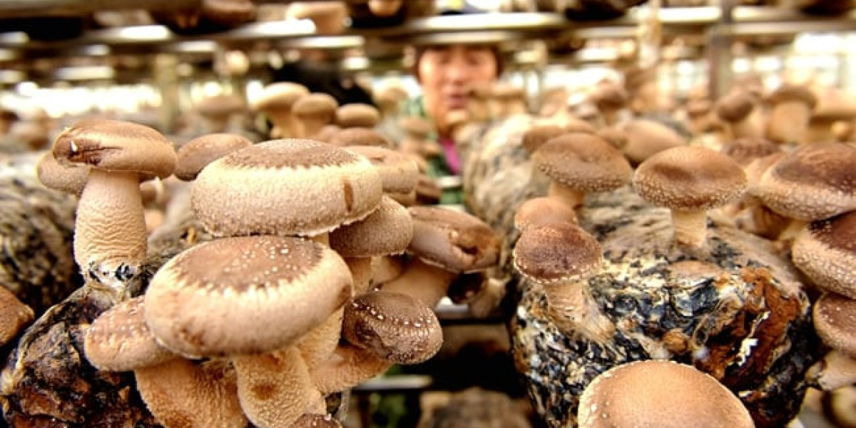 Trồng nấm hương giúp huyện miền núi Trung Quốc thoát nghèo