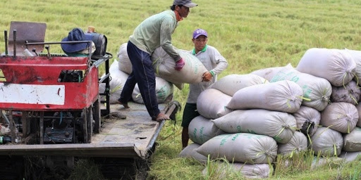 Giá lúa gạo hôm nay ngày 27/10: Đồng loạt tăng 100 - 300 đồng/kg