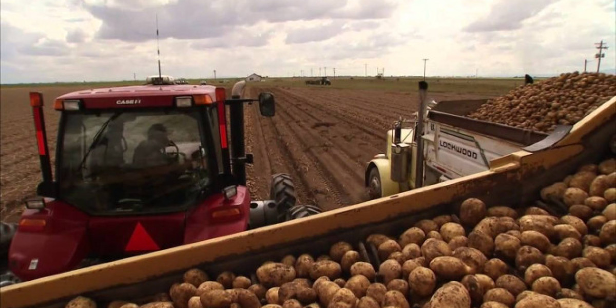 Ngành khoai tây Mỹ đối mặt áp lực từ chi phí và xu hướng tiêu dùng