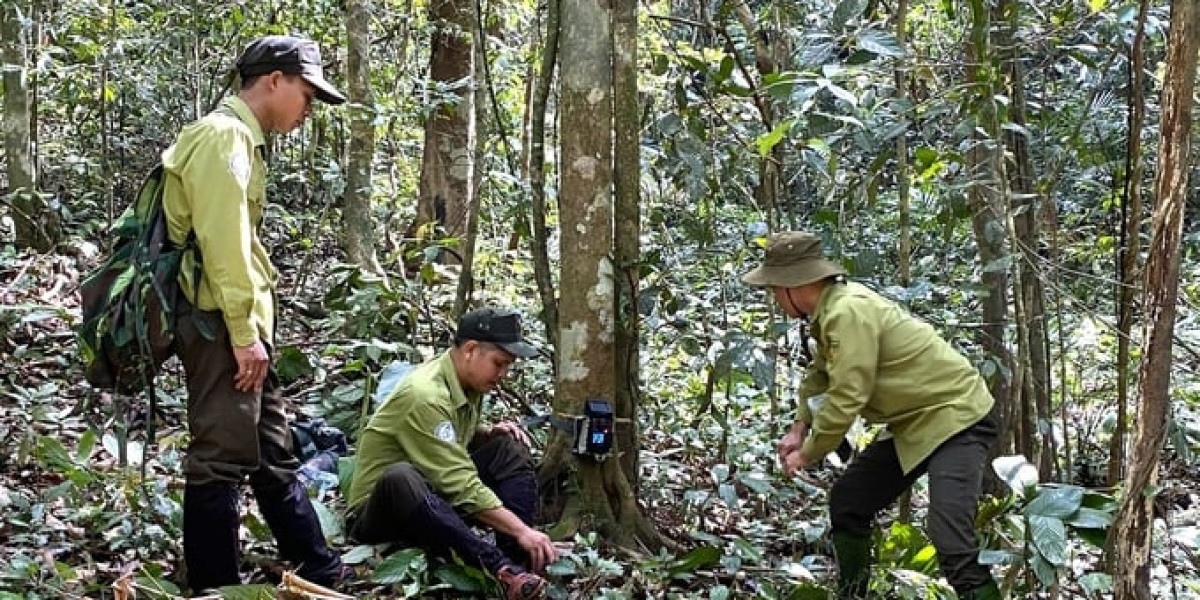 Quảng Nam loay hoay cơ chế tín chỉ carbon rừng