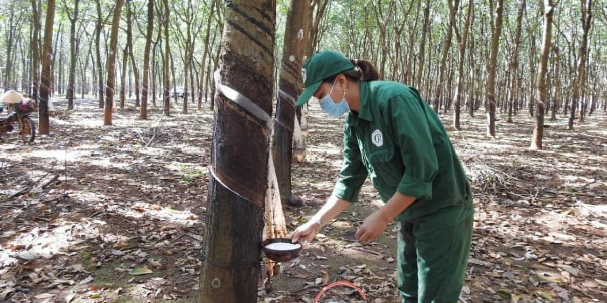 Trung Quốc vẫn là thị trường xuất khẩu cao su lớn nhất của Việt Nam