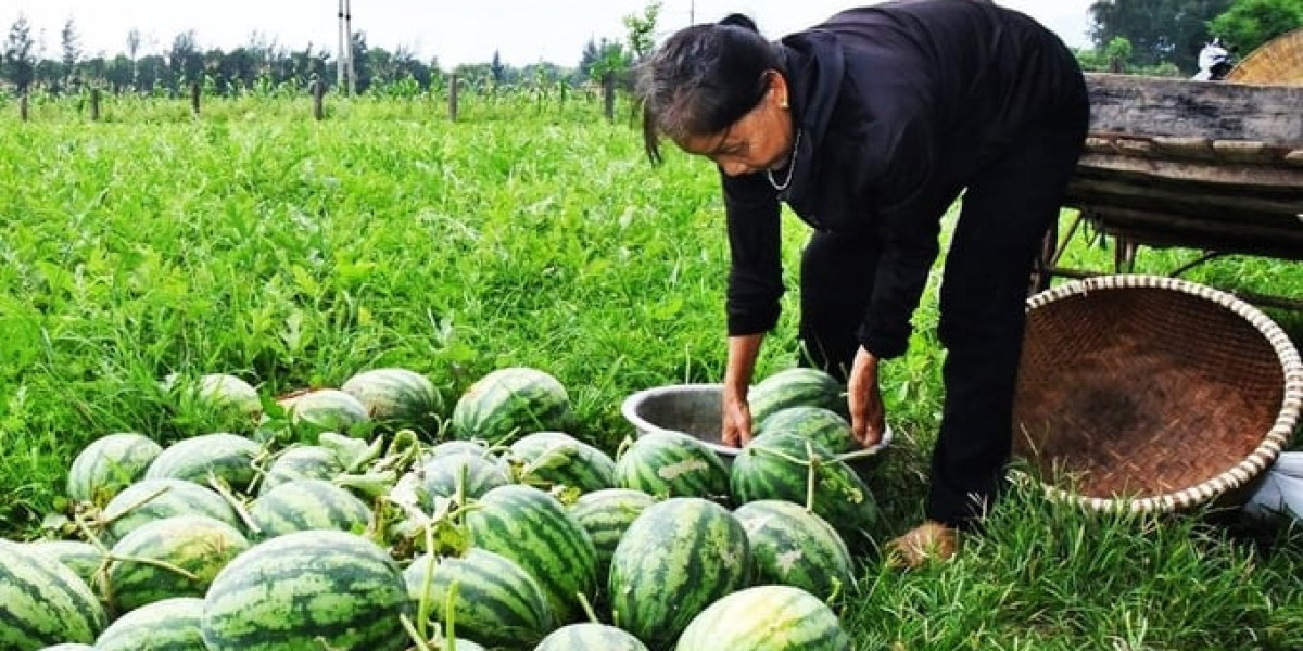 Chuyển đất hoang trồng dưa hấu, lãi trăm triệu đồng/ha