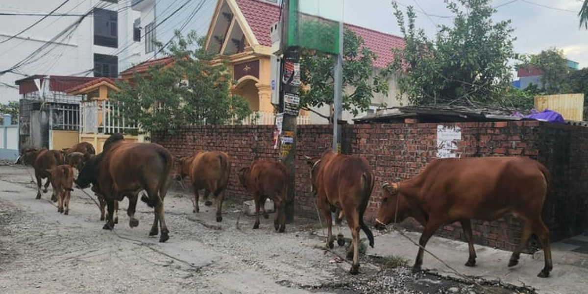 Hải Phòng xuất hiện bệnh viêm da nổi cục trên đàn bò