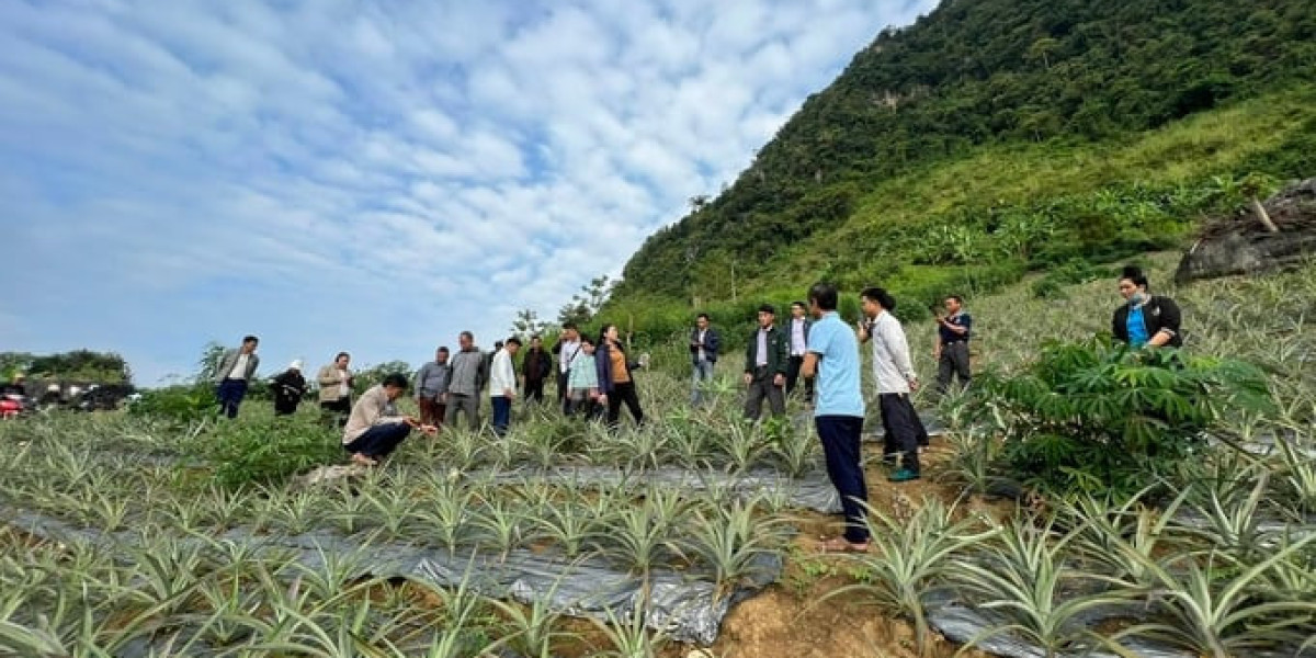 Kỹ thuật thâm canh giống dứa Queen theo VietGAP