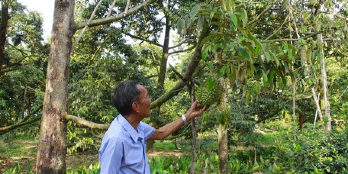 Tăng cường quản lý mã số vùng trồng